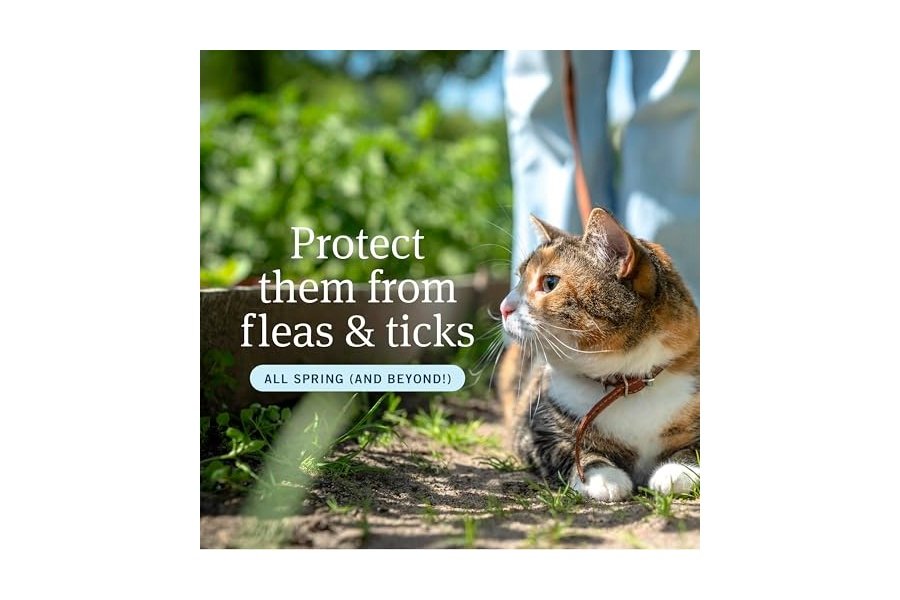 PetArmor Plus - Prevención de pulgas y garrapatas para gatos, tratamiento contra pulgas y garrapatas, 3 dosis, tópico resistente al agua, de acción rápida, para gatos de más de 700 g - Image 2
