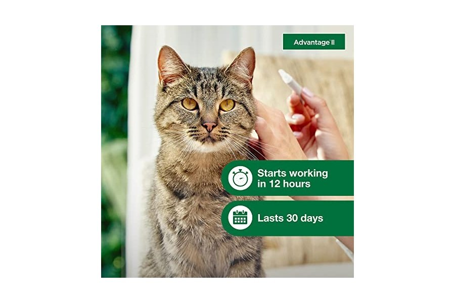 Advantage II Tratamiento y prevención antipulgas recomendado por veterinarios para gatos grandes | Gatos de más de 4 kg | Suministro para 6 meses - Image 5