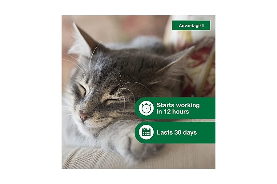 Advantage II para gatos pequeños de 2,25 a 4 kg y Advantage II para gatos grandes de más de 4 kg. Tratamiento y prevención contra pulgas recomendado por veterinarios | Suministro para 2 meses cada uno - Image 5